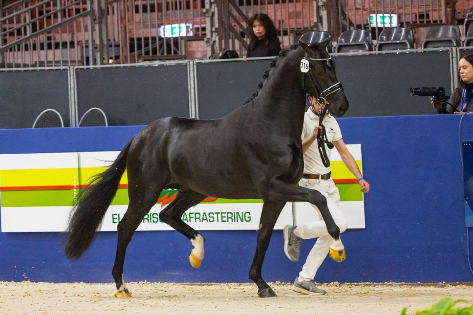 Purple Rain Stallion Purple Rain Stallion